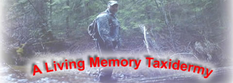 A Living Memory Taxidermy