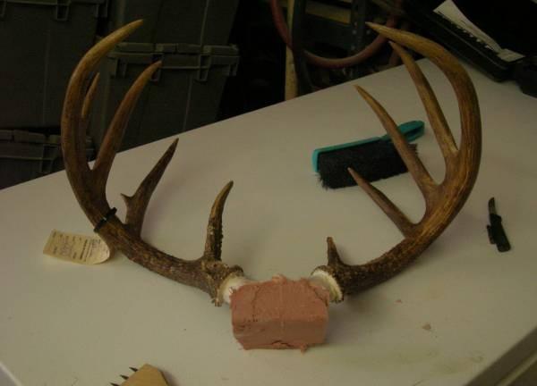 Deer