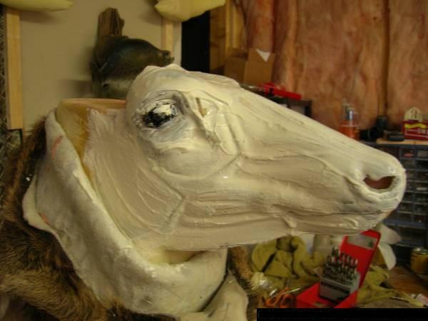 Deer Taxidermy