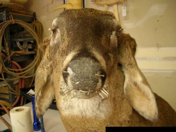 Deer Mount