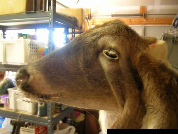 deer