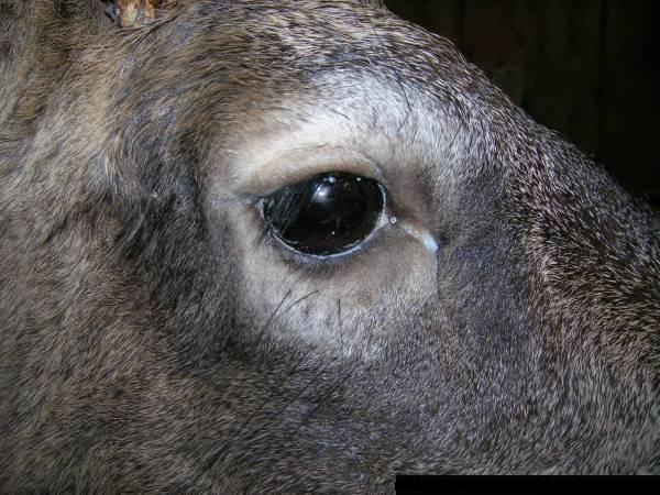 Deer