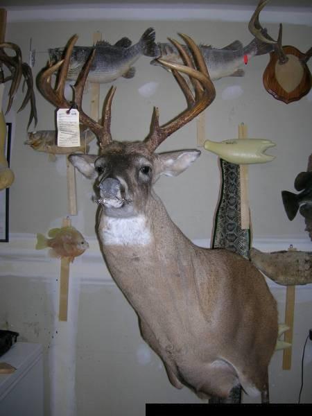 Deer Mounted