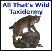 All That's Wild Taxidermy
