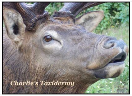 Charlies Taxidermy