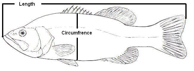 Fish Care