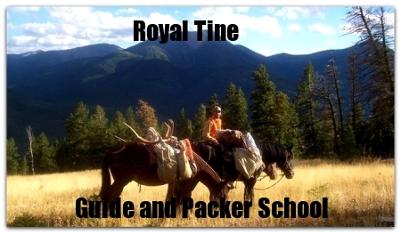 Royal Tine